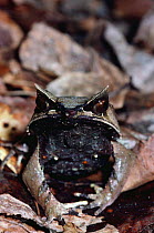 Bornean horned frog camouflaged in leaf litter {Megophrys nasuta} Malaysia