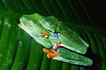 Red eyed tree frogs mating {Agalychnis callidryas} La Selva, Costa Rica