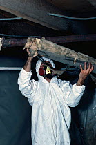 Removal of old Asbestos pipe insulation. Danger of release of carcinogenic fibres.