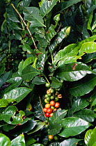 Coffee beans ripening on bush {Coffea arabica} Costa Rica
