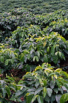 Coffee bush plantation {Coffea arabica} Costa Rica