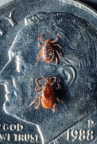 Deer ticks on coin {Ixodes dammini} adult male above female, carrier of Lyme's Disease