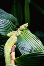 Green palm viper {Bothrops lateralis} Monteverde, Costa Rica