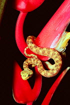Eyelash viper {Bothrops schlegeli} on {Heliconia trichocarpa} Costa Rica
