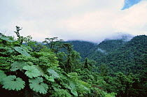 Tropical Rainforest, Braulio Carrillo National Park, Costa Rica