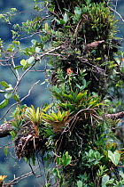 Bromeliads + other epiphytes, Braulio Carrillo National Park, Costa Rica