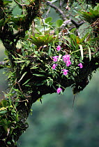 Epiphytes flowering, Braulio Carrillo National Park, Costa Rica