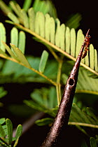 Acacia ant {Pseudomyrmex sp} on Bull thorn acacia spine. Symbiosis, Central America