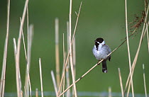 Reed bunting male in reeds {Emberiza schoeniclus} Nene Washes RSPB, Cambridgeshire, UK