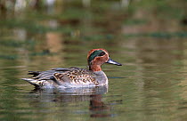 Common teal male {Anas crecca} Norfolk, UK