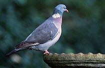 Wood pigeon at garden birdbath {Columba palumbus} UK