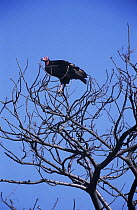 Red headed vulture {Sarcopgyps calvus} perched in tree, Bandhavgarh NP, Madhya Pradesh, India