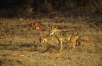 Golden jackal pair {Canis aureus} Bandhavgarh NP, India