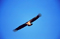 Long billed vulture flying {Gyps indicus} Bandhavgarh NP, India
