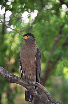 Crested serpent eagle {Spilornis cheela} Bandhavgarh, India.