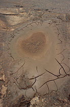 Mud drying and resulting pattern, during drought, Lake Nakuru NP, Kenya.