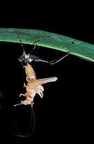 Moulting Katydid {Tettigoniidae}. Amazon, Ecuador