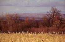 Sandhill carnes {Grus canadensis} feeding in wetlands, Bosque del Apache NWR, New Mexico, USA