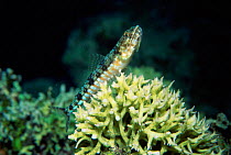 Lizardfish {Synodus sp}. Red Sea.