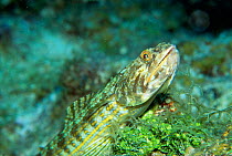Lizardfish {Synodus sp}. Red Sea.