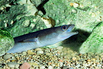 European eel {Anguilla anguilla} Delta del Ebro NP, Catalonia, Spain.
