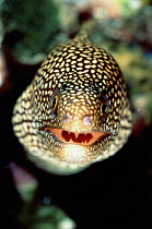Goldentail moray eel {Gymnothorax miliaris}. Dominica, West Indies