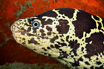 Chain moray eel {Echidna catenata} Bonaire, Caribbean.