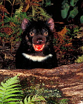 Tasmanian devil portrait {Sarcophilus harrisii} taken in the wild, Tasmania. Endangered species.