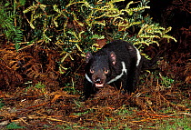 Tasmanian devil yawning {Sarcophilus harrisii} taken in wild, Tasmania