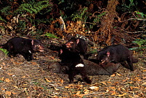 Four Tasmanian devils feeding {Sarcophilus harrisii} Mt Williams NP, Tasmania