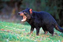 Tasmanian devil vocalising {Sarcophilus harrisii} Mt Williams NP, Tasmania