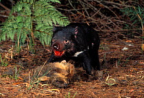 Tasmanian devil {Sarcophilus harrisii} scavenging common Wombat carcass, Mt Williams NP, Tasmania