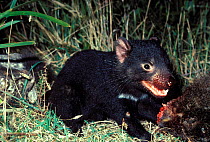 Tasmanian devil {Sarcophilus harrisii} scavenging common Wombat carcass, Mt Williams NP, Tasmania