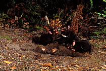 Tasmanian devils on kill {Sarcophilus harrisii} Mt Williams NP, Tasmania