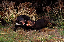 Tasmanian devil adults fighting {Sarcophilus harrisii} Mt William NP, Tasmania