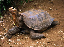 "Lonesome George", the last Galapagos Tortoise {Geochelone elephantopus} from Pinta Island, Galapagos