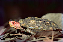 Cane turtle {Geomyda sylvatica} Kerala, Southern India