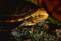 Brown land turtle {Rhinoclemmys annulata} Atlantic rainforest, Costa Rica