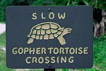 Road crossing sign for Florida gopher tortoise {Gopherus polyphemus} Florida, USA - endangered species