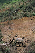 Giant tortoise sleeping {G. elephantopus} Alcedo volcano, Isabela Is. Galapagos.