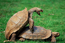 Burmese brown tortoises mating {Manuria emys} captive