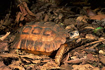 Flat tailed tortoise {Pyxis arachnoides} Western Dry Forest, Madagascar