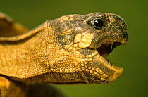 Head portrait of Hermann's tortoise (Testudo hermanni) France
