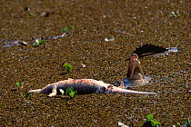 Jacare caiman dominant aggressor guarding carcass {Caiman crocodilus yacare} Pantanal, South America
