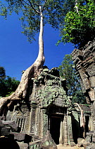 Temple engulfed by tree roots, Angkor World Heritage Site, Siem Reap, Cambodia