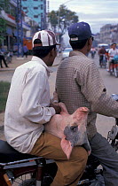 Man transporting pig on motorbike, Phnom Penh, Cambodia