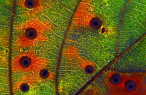 Close up of Galls on English oak tree leaf {Quercus robur} UK