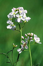 Cuckoo flower / Lady's smock {Cardamine pratensis} UK