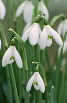 Snowdrop flowers {Galanthus nivalis} UK