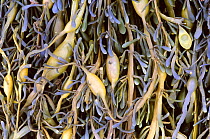 Knotted wrack seaweed {Ascophyllum nodosum} England